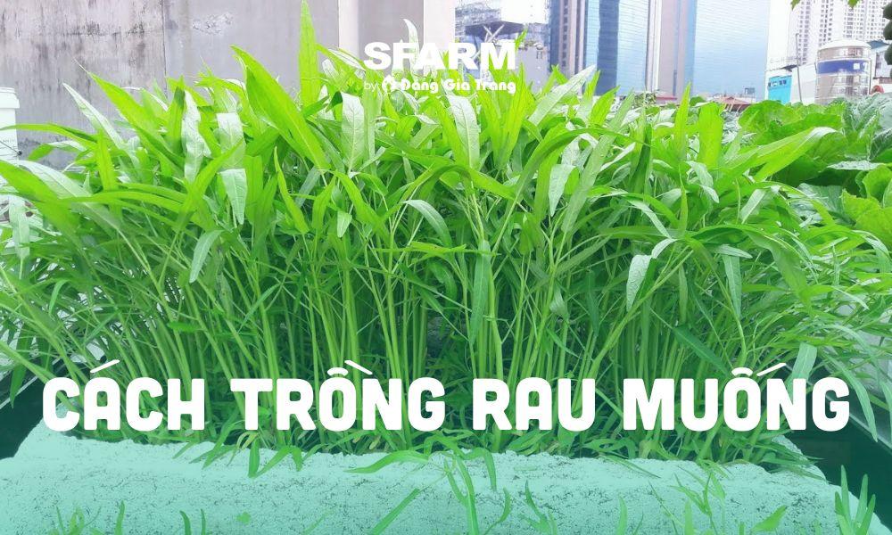 Hướng dẫn chi tiết các bước may túi vải trồng cây đơn giản tại nhà